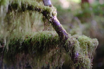 Obraz premium Moss covered wood