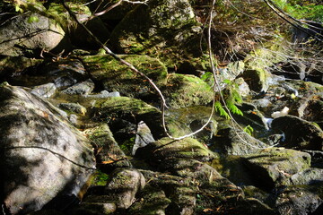 Obraz premium Mossy rocks in the forest