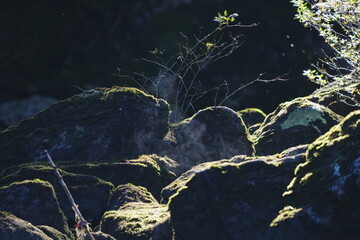 Naklejka premium Mossy boulders backlit