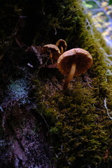 Obraz premium Mushroom on moss