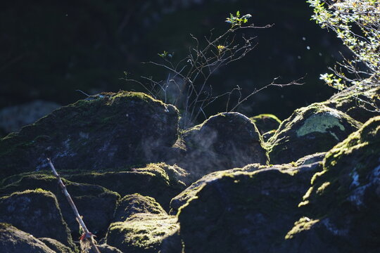 Mossy boulders backlit