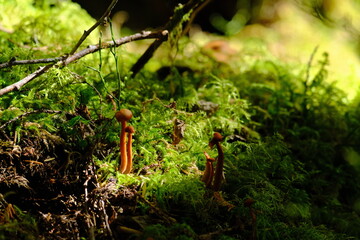 Obraz premium Mossy mushroom in the forest