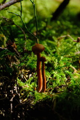Obraz premium Mushroom in mossy forest