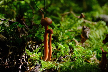 Obraz premium Mushroom growing in moss