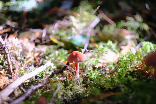 Mushroom with moss