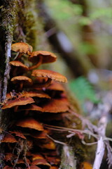 Obraz premium Mushrooms growing in a cluster