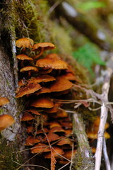 Obraz premium Cluster of mushrooms in the forest