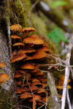 Cluster of mushrooms in the forest
