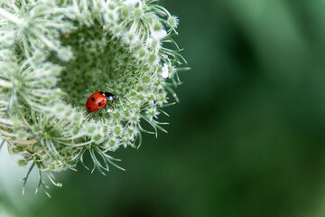 ????? ???? 11Close-up macro of a red seven-spot ladybug with black dots on a delicate white Queen Anne's lace flower, blurred green natural background, beautiful small insect in spring nature © Aziza