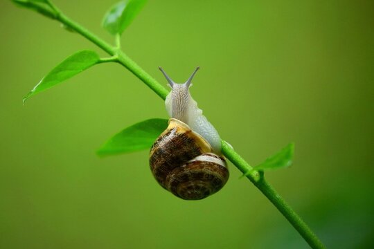 - 9Small garden snail crawling on green stem in nature