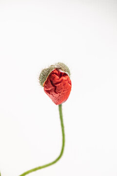 just blooming, bursting out of pod, common poppy (Papaver rhoeas) 