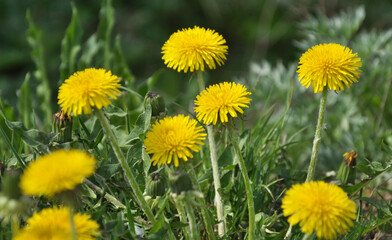 Dandelion (Taraxacum officinale) grows in nature in spring © orestligetka
