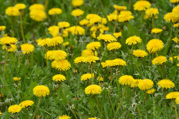 Dandelion (Taraxacum officinale) grows in nature in spring © orestligetka