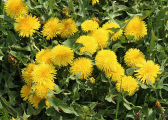 Dandelion (Taraxacum officinale) grows in nature in spring © orestligetka