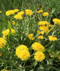 Dandelion (Taraxacum officinale) grows in nature in spring © orestligetka