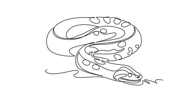 Animated self drawing of continuous line draw a wild python snake coiled closely on the jungle ground with patterned scaly body. Stealthy tropical rainforest reptiles. Full length one line animation