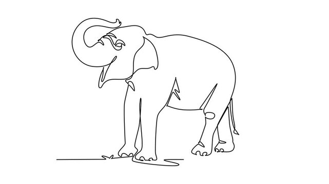 Animated self drawing of continuous line draw elephant animal lifting its trunk upright, endangered species conservation, jungle biodiversity, and savanna nature beauty. Full length one line animation