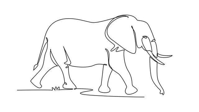 Animated self drawing of continuous line draw wild elephant animal walking gracefully in nature, endangered species conservation, jungle biodiversity, and safari fauna. Full length one line animation