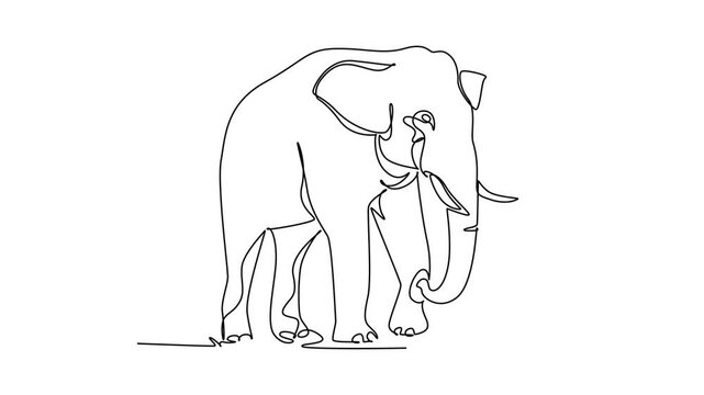 Animated self drawing of continuous line draw a wild elephant walking forward with a curved trunk, large tusks, and ears. Powerful of the endangered rainforest animal. Full length one line animation