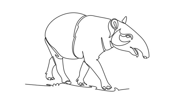 Self drawing animation of single line draw wild tapir walking, portraying tropical rainforest wildlife, endangered species conservation, biodiversity protection. Continuous line. Full length animated