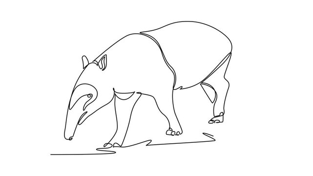 Self drawing animation of single line draw animal tapir walking and foraging the ground. Endangered species conservation, biodiversity protection, jungle nature. Continuous line. Full length animated
