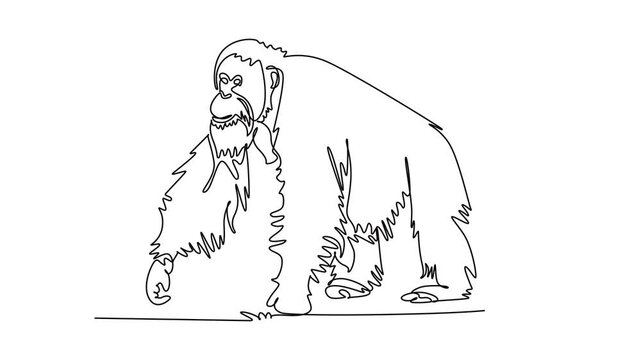 Animated self drawing of continuous line draw a wild orangutan animal walking on all fours, portraying tropical rainforest wildlife, endangered species conservation. Full length single line animation