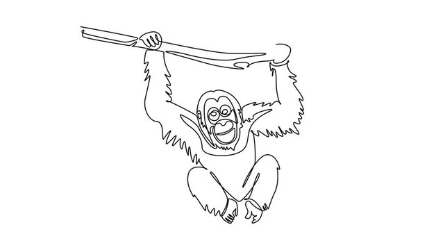 Animated self drawing of continuous line draw wild orangutan animal hanging playfully from a tree branch. Endangered species conservation, exotic jungle biodiversity. Full length single line animation
