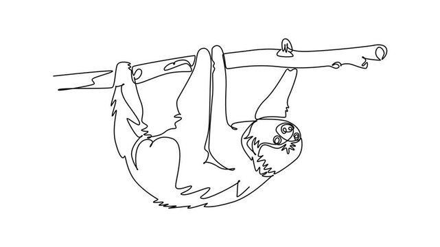 Animated self drawing of continuous line draw animal sloth hanging upside down on a tree branch. Tropical jungle fauna conservation, and exotic nature biodiversity. Full length single line animation