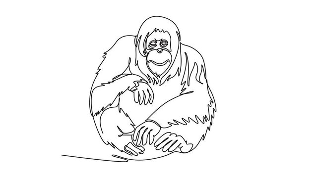 Animated self drawing of continuous line draw wild orangutan animal sitting calmly, endangered species conservation, biodiversity protection, tropical jungle fauna. Full length single line animation