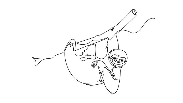 Animated self drawing of continuous line draw animal sloth hanging upside down from tree branch, tropical rainforest wildlife, slow mammal nature, lazy fauna beauty. Full length single line animation