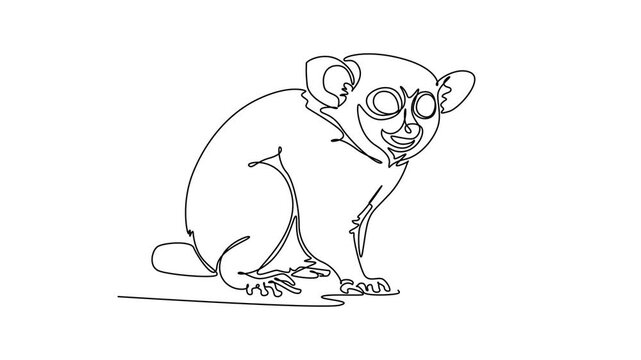 Animated self drawing of continuous line draw animal tarsier sitting alertly. Nocturnal rainforest wildlife, tropical jungle creature, and endangered primate species. Full length single line animation