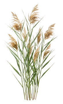Stalks of common reed grass with fluffy seed heads isolated as PNG