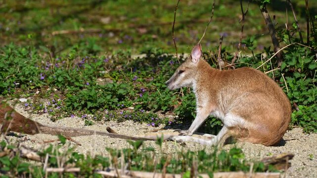 The agile wallaby, Macropus agilis also known as the sandy wallaby is a species of wallaby found in northern Australia and New Guinea.