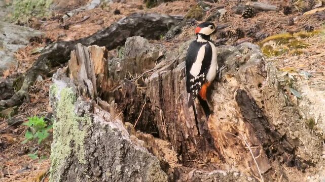 Woodpecker pecking at tree bark searching for insects in a bright natural environment.