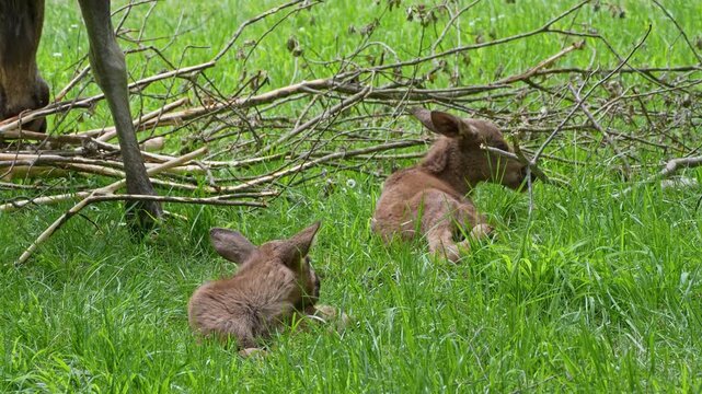 Baby of moose or elk, Alces alces is the largest extant species in the deer family. Moose are distinguished by the broad, flat, or palmate antlers of the males.