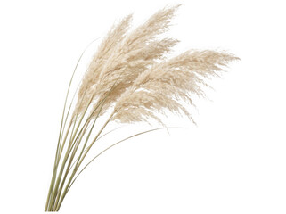 Fototapeta premium Decorative dried pampas grass stems as clean cutout