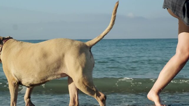 A video of an eight year old female one eyed pitbull playing and having fun with her thirty year old female owner on a sunny morning sandy beach.