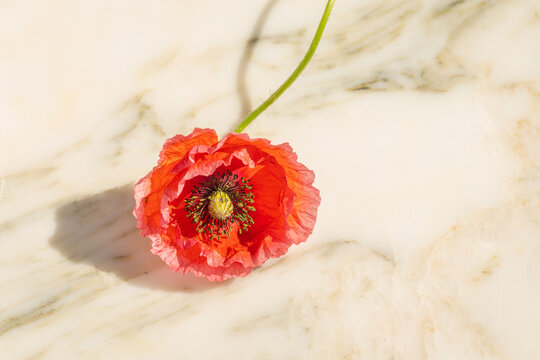 poppy flower stem on the marble table