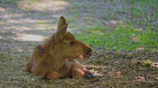 Baby of moose or elk, Alces alces is the largest extant species in the deer family. Moose are distinguished by the broad, flat, or palmate antlers of the males.