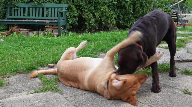 Two Labrador retriever, Canis lupus familiaris hopping around and fighting each other on a grass field. Healthy brown labrador retriever having fun outdoors at Donauwoerth, Bavaria in Germany