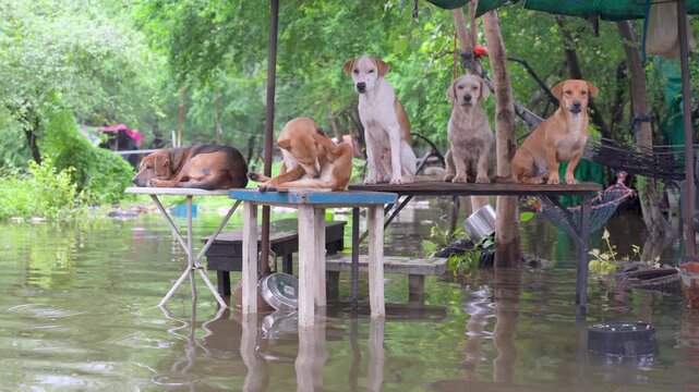 Several mixed breed dogs seek refuge from rising floodwaters by perching on outdoor furniture beneath green umbrellas in a waterlogged park area