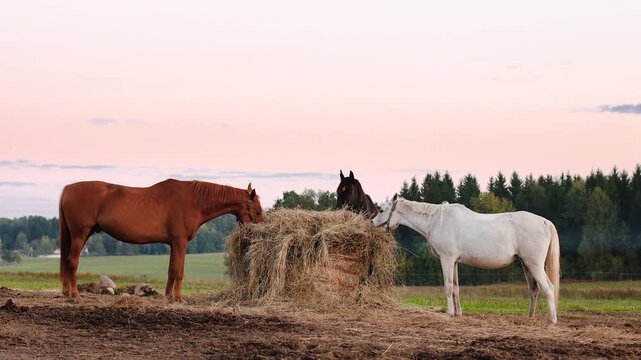 4K slow motion 60fps footage of three beautiful domestic horses, chestnut, white and black, eating dry hay together from a large stack on a rural countryside ranch paddock at sunset.