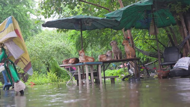 Several mixed breed dogs stand and sit on wooden tables to stay dry while surrounded by rising floodwaters in a shaded outdoor environment