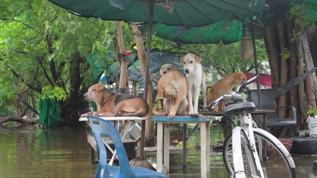 Several mixed breed dogs seek refuge from rising floodwaters by perching on outdoor furniture beneath green umbrellas in a waterlogged park area