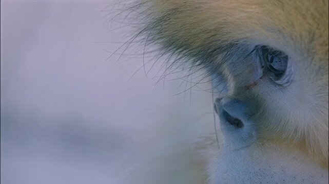 Close up profile view of a golden snub-nosed monkey in a natural habitat setting