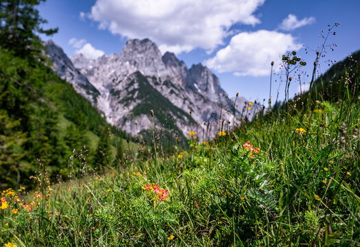 Artenreiche Bergwiese mit Orangenem Habichtskraut vor den Loferer Steinbergen oberhalb des Hintersees.