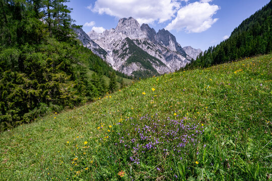 Bl&uuml;hende Bergwiese mit violetten Wildblumen vor imposanter Kulisse der Berchtesgadener Alpen.