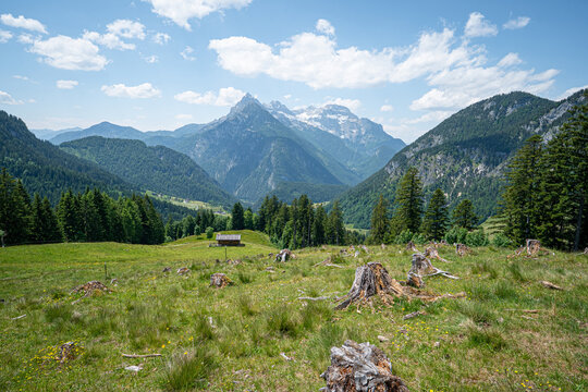 Baumst&uuml;mpfe und Wurzelwerk auf einer Schlagflur-Almwiese vor Kulisse der Berchtesgadener Alpen.