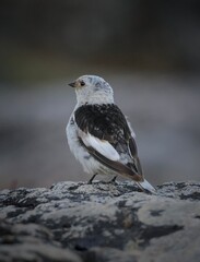 Fototapeta premium black headed gull