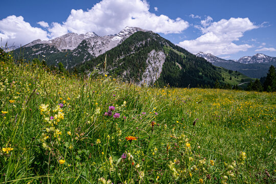 Bl&uuml;hende Almwiese mit Klappertopf und Bergblumen auf der Litzlalm vor Bergkulisse.